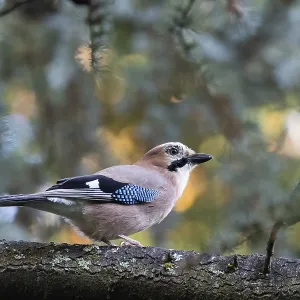 A jay (Garrulus glandarius) rests on a branch in front of cool coniferous forest bokeh A jay (Garrulus glandarius) rests on a branch in front of cool coniferous forest bokeh