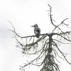A jay (Garrulus glandarius) sits on a snow-covered treetop and holds a peanut in its beak A jay (Garrulus glandarius) sits on a snow-covered treetop and holds a peanut in its beak