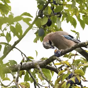 A jay (Garrulus Glandarius) sitting on a branch of a plum tree A jay (Garrulus Glandarius) sitting on a branch of a plum tree
