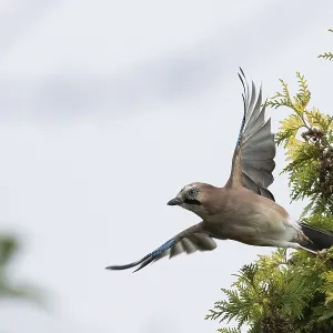 A jay (Garrulus glandarius) with spread wings flies off the branch of a yew tree (Taxus baccata) A jay (Garrulus glandarius) with spread wings flies off the branch of a yew tree (Taxus baccata)