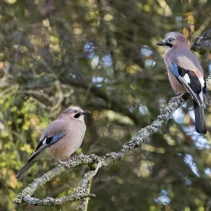 Two jays (Garrulus glandarius) sit on a lichen-covered branch and look at each other in a quiet forest Two jays (Garrulus glandarius) sit on a lichen-covered branch and look at each other in a quiet forest
