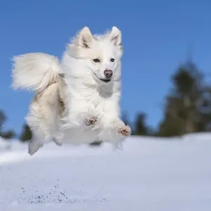 Jumping Icelandic dog in the snow Jumping Icelandic dog in the snow