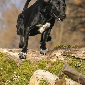Jumping mixed-breed bitch Jumping mixed-breed bitch