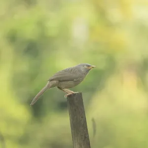A jungle babbler (Argya striata)