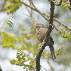 A jungle babbler (Argya striata) on a tree branch