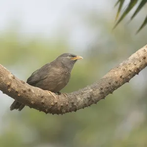 Un búho de la jungla (Argya striata) en una rama de un árbol, Sreepur, Gazipur, Bangladesh.