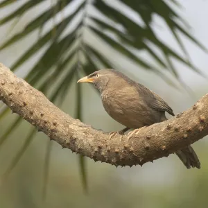 Un búho de selva (Argya striata) en una rama de árbol, Sreepur, Gazipur, Bangladesh.