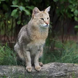 Jungle cat (Felis chaus)