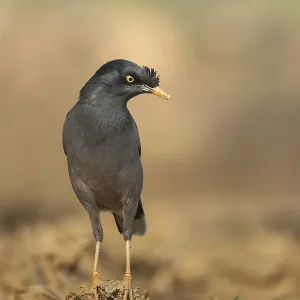 A jungle myna (Acridotheres fuscus) stands on the ground against a blurred background