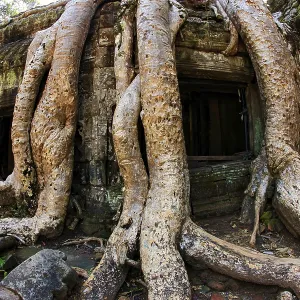 Jungle tree covering the stones of the temple of Ta Prohm in Angkor Wat