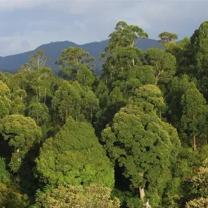 Jungle in the Usambara Mountains, Tanzania, Africa