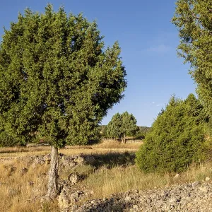 Juniper Forest Print, Chaorna, Castilla y Leon, Spain Juniper Forest Print, Chaorna, Castilla y Leon, Spain