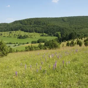Juniper pastures, Wiesenthaler Schweiz nature reserve, Wiesenthal, Rhoen Biosphere Reserve, Thuringia, Germany, Europe Juniper pastures, Wiesenthaler Schweiz nature reserve, Wiesenthal, Rhoen Biosphere Reserve, Thuringia, Germany, Europe