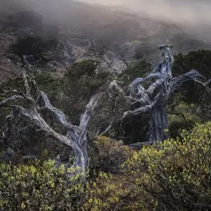 Juniper trees, foggy atmosphere Juniper trees, foggy atmosphere