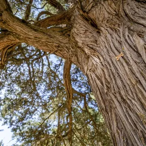 Juniper Wald (Juniperus thurifera) Juniper Wald (Juniperus thurifera)