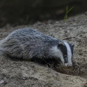 Just 3 months old, the badger (Meles meles) is practising digging in the fine sand