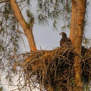 Juvenile Baby bald eaglet Haliaeetus leucocephalus in a nest on Marco Island Juvenile Baby bald eaglet Haliaeetus leucocephalus in a nest on Marco Island