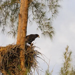 Un jeune aigle royal en hiver sur l'île de Marco, Floride Un jeune aigle royal en hiver sur l'île de Marco, Floride