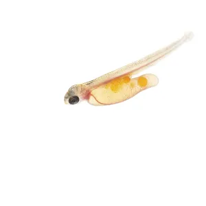 Juvenile fish, larva of Atlantic salmon (Salmo salar) after hatching in water