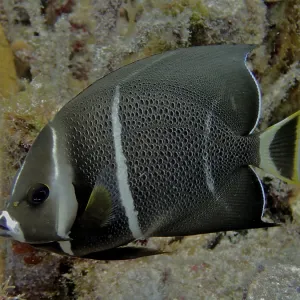Juvenile gray angelfish (Pomacanthus arcuatus) Juvenile gray angelfish (Pomacanthus arcuatus)