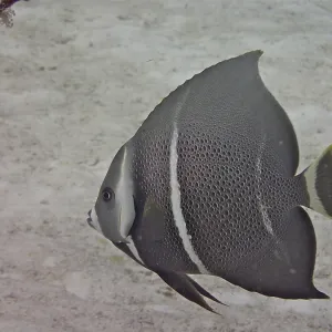 Juvenile gray angelfish (Pomacanthus arcuatus) Juvenile gray angelfish (Pomacanthus arcuatus)