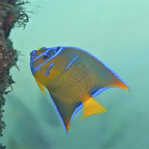 Juvenile queen angelfish (Holacanthus ciliaris)