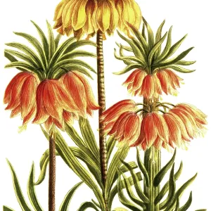 Kaiserkrone, Fritillaria imperialis