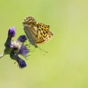 Kaisermantel (Argynnis paphia) Kaisermantel (Argynnis paphia)