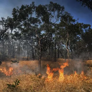 Kakadu National Park Forest Fire Print