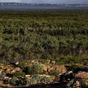 Kakadu National Park Print: Dense Green Forests