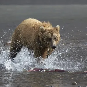 Oso pardo de Kamchatka (Ursus arctos beringianus) cazando salmón rojo (Oncorhynchus nerka). Oso pardo de Kamchatka (Ursus arctos beringianus) cazando salmón rojo (Oncorhynchus nerka).
