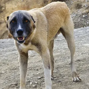 Kangal Shepherd dog along the road, Turkey, Asia