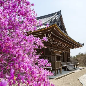 Kannondo of Ninna-ji Temple, purple blooming bush in spring Kannondo of Ninna-ji Temple, purple blooming bush in spring