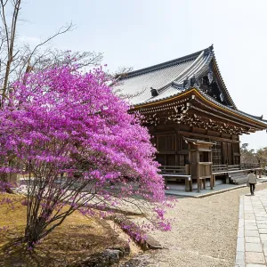 Kannondo of Ninna-ji Temple, purple blooming bush in spring Kannondo of Ninna-ji Temple, purple blooming bush in spring