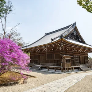 Kannondo of Ninna-ji Temple, purple blooming bush in spring Kannondo of Ninna-ji Temple, purple blooming bush in spring