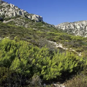 Karst landscape at the calanque coast