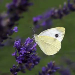 Mariposa blanca de karst (Pieris mannii)