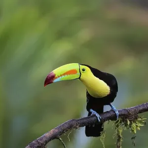 Keel billed toucan in the rainforest sitting on a branch