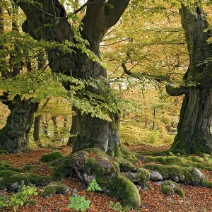 Kellerwald National Park, autumn, Germany
