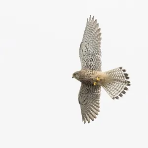 Kestrel (Falco tinnunculus) in flight with outstretched wings against a bright sky Kestrel (Falco tinnunculus) in flight with outstretched wings against a bright sky