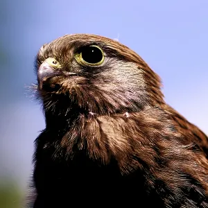 Young Common Kestrel Portrait Print, Bavaria, Germany Young Common Kestrel Portrait Print, Bavaria, Germany