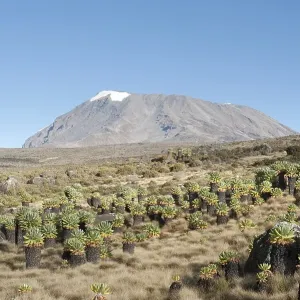 Kibo Peak, extinct volcano, forest of Giant Groundsel (Dendrosenecio Kilimanjari)