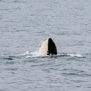 Killer whale (Orcinus orca), Orca Killer whale (Orcinus orca), Orca