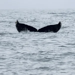 Killer whale (Orcinus orca), Orca dorsal fin diving Killer whale (Orcinus orca), Orca dorsal fin diving