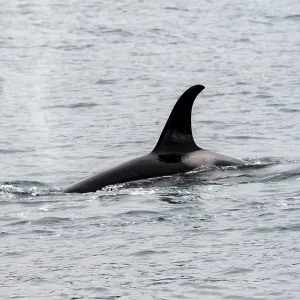 Killer whale (Orcinus orca), Orca dorsal fin in the sea Killer whale (Orcinus orca), Orca dorsal fin in the sea