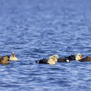 King eider (Somateria spectabilis) King eider (Somateria spectabilis)