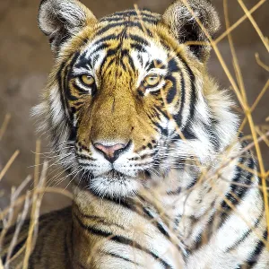 King tiger (Panthera tigris tigris) King tiger (Panthera tigris tigris)