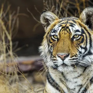 King tiger (Panthera tigris tigris) King tiger (Panthera tigris tigris)