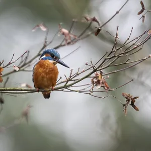 Kingfisher (Alcedo atthis), Emsland