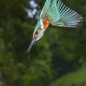 Kingfisher (Alcedo atthis) hunting Kingfisher (Alcedo atthis) hunting